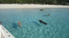 Plutajuće svinje na otoku big major kay na bahamima (4 fotografije + 2 video)